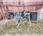 Small #16 Catahoula Leopard Dog
