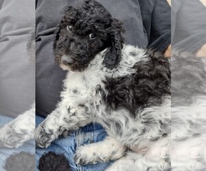 Labradoodle-Unknown Mix Puppy for sale in MC CLELLAND, IA, USA