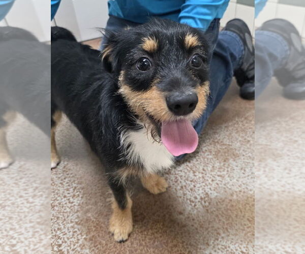 Medium Photo #2 Mutt Puppy For Sale in Salinas, CA, USA