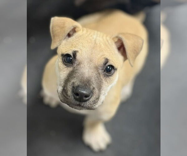 Medium Photo #2 Mutt Puppy For Sale in Plainfield, IL, USA