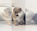 Small #4 Pomeranian