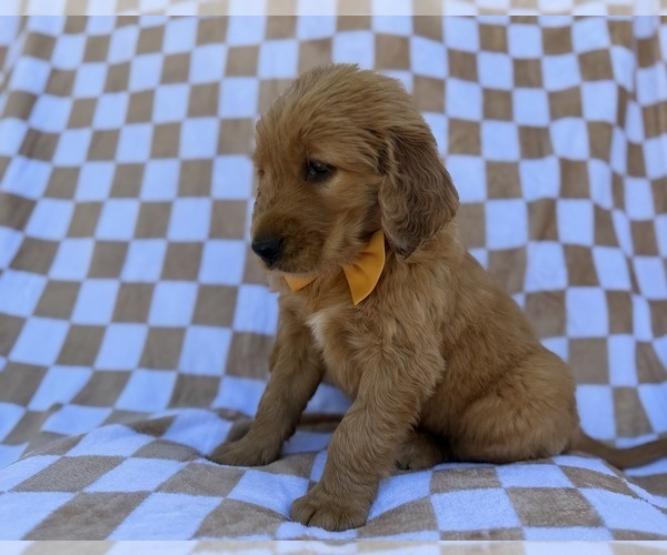 Medium Photo #4 Golden Retriever Puppy For Sale in LAKELAND, FL, USA