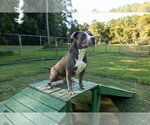 Small Photo #2 American Staffordshire Terrier-Unknown Mix Puppy For Sale in Calhoun, GA, USA