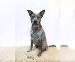 Small #2 Mutt