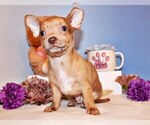 Small Photo #4 Chihuahua Puppy For Sale in CHARLESTON, AR, USA