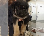 Small Photo #2 German Shepherd Dog Puppy For Sale in AURORA, CO, USA