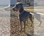 Small #9 Doberman Pinscher