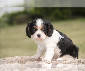 Cavalier King Charles Spaniel Puppy for sale in CHARLOTTE, NC, USA