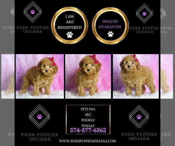 Medium Photo #2 Poodle (Toy) Puppy For Sale in WARSAW, IN, USA
