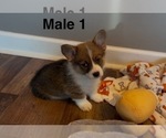 Small Photo #6 Pembroke Welsh Corgi Puppy For Sale in GUTHRIE, KY, USA