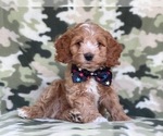 Small Photo #21 Cocker Spaniel-Poodle (Miniature) Mix Puppy For Sale in LAKELAND, FL, USA
