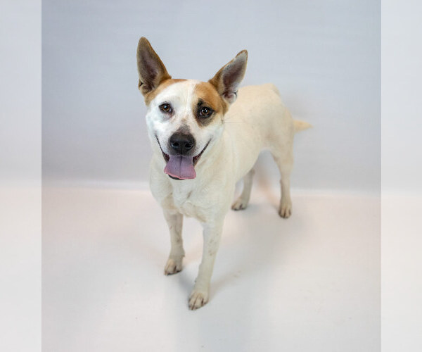 Medium Photo #4 Mutt Puppy For Sale in Kennesaw, GA, USA