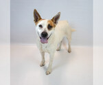 Small #3 Mutt