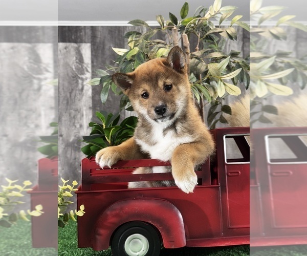 Medium Photo #1 Shiba Inu Puppy For Sale in CANOGA, NY, USA