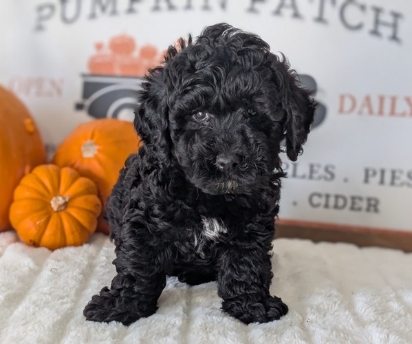 Medium Photo #9 Poodle (Miniature) Puppy For Sale in GOSHEN, IN, USA