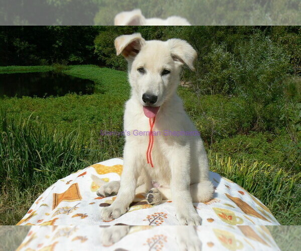 Medium Photo #4 German Shepherd Dog Puppy For Sale in PIEDMONT, MO, USA
