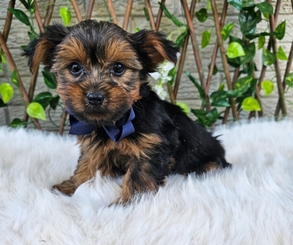 Medium Photo #2 Yorkshire Terrier Puppy For Sale in INDIANAPOLIS, IN, USA