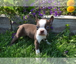 Puppy Mason Boston Terrier
