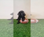 Small Photo #17 Schnauzer (Miniature) Puppy For Sale in MIAMI, FL, USA