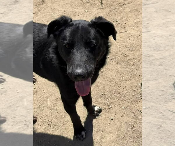 Medium Photo #3 Labrador Retriever-Unknown Mix Puppy For Sale in San Diego, CA, USA