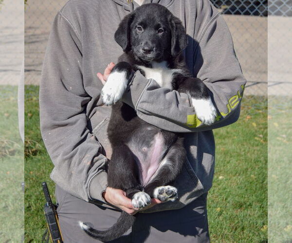 Medium Photo #4 German Shepherd Dog-Unknown Mix Puppy For Sale in Huntley, IL, USA