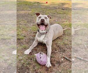 Mutt Dogs for adoption in Dedham, MA, USA