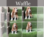 Small Photo #5 Basset Hound Puppy For Sale in MURRIETA, CA, USA