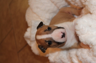 Bull Terrier Puppy for sale in LEESVILLE, LA, USA