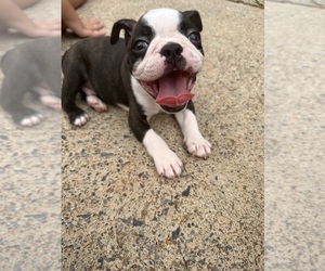 Boston Terrier Puppy for sale in BUCHANAN, GA, USA