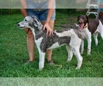 Small Photo #1 Poodle (Standard) Puppy For Sale in GARWOOD, TX, USA