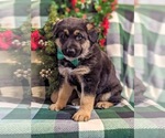 Small Photo #1 German Shepherd Dog Puppy For Sale in CHRISTIANA, PA, USA