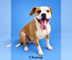 Mutt Dogs for adoption in Westminster, MD, USA