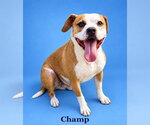CHAMP - Male Mutt Dog for Adoption - Small photo