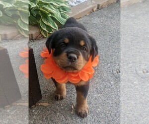Rottweiler Puppy for sale in DANVILLE, IL, USA