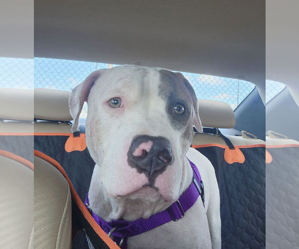 Medium Photo #34 Mutt Puppy For Sale in Philadelphia, PA, USA