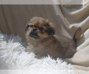 Pekingese Puppy for sale in NEEDVILLE, TX, USA