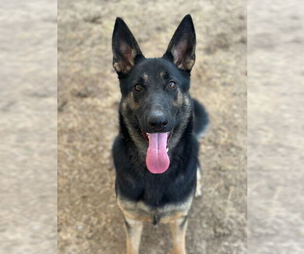 Medium Photo #4 German Shepherd Dog-Unknown Mix Puppy For Sale in Canton, CT, USA