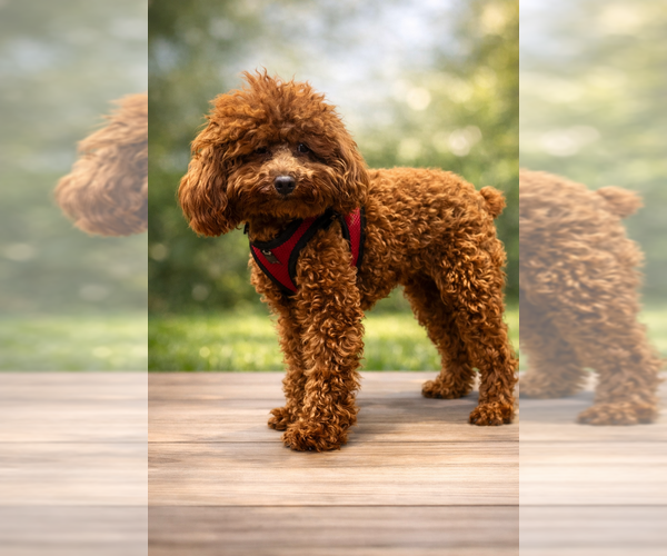 Medium Photo #1 Goldendoodle (Miniature) Puppy For Sale in CHULA VISTA, CA, USA