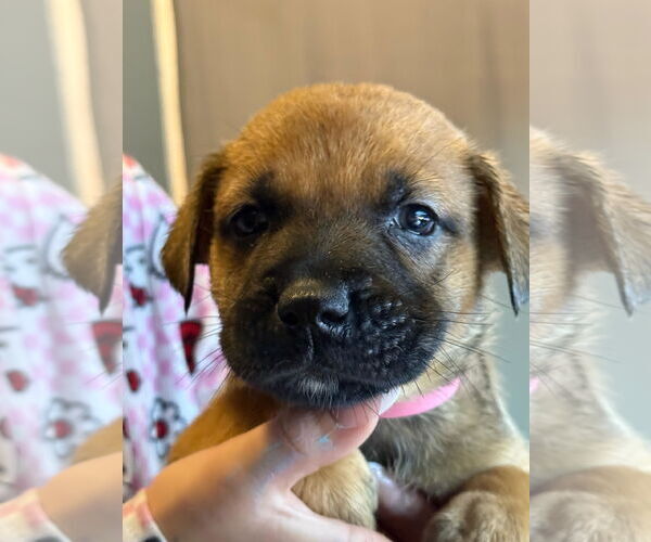 Medium Photo #1 Labrador Retriever-Unknown Mix Puppy For Sale in The Woodlands, TX, USA