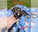 Small Photo #9 Chizer Puppy For Sale in MONTEZUMA, GA, USA