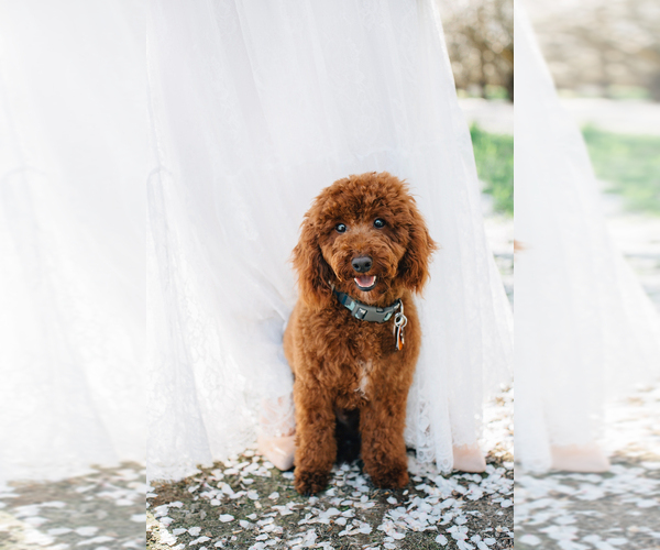 Medium Photo #1 Poodle (Toy) Puppy For Sale in DALLAS, TX, USA