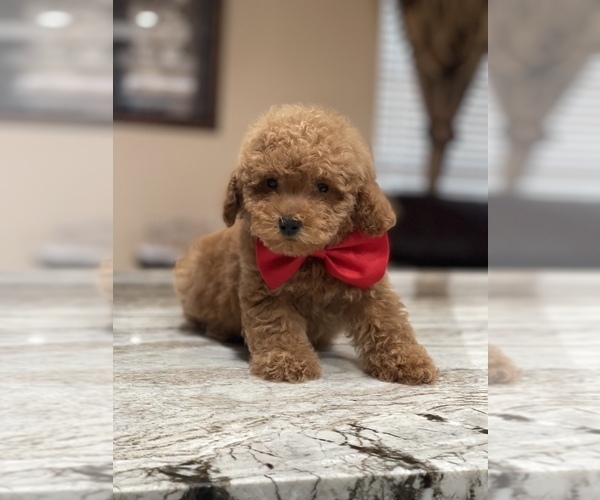 Medium Photo #4 Poodle (Toy) Puppy For Sale in TAMPA, FL, USA