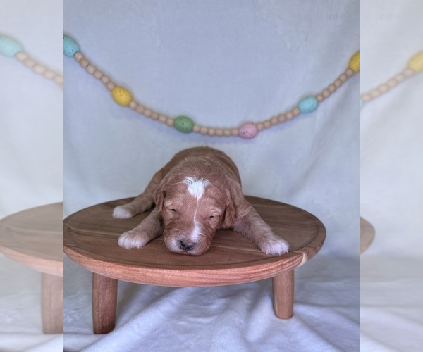 Medium Photo #4 Goldendoodle (Miniature) Puppy For Sale in OWENSVILLE, IN, USA