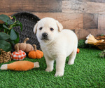 Small Photo #8 Labrador Retriever Puppy For Sale in SYRACUSE, IN, USA