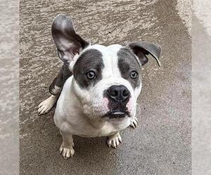 American Pit Bull Terrier Dogs for adoption in Aurora, IL, USA