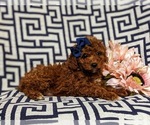 Small Photo #4 Poodle (Toy) Puppy For Sale in GLEN ROCK, PA, USA