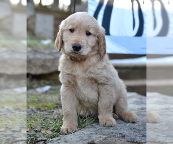 Medium Photo #3 Golden Retriever Puppy For Sale in Enfield, CT, USA