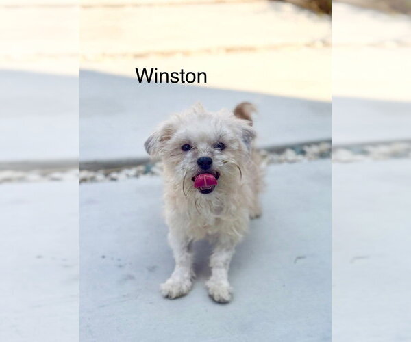 Medium Photo #3 Mutt Puppy For Sale in Studio City, CA, USA