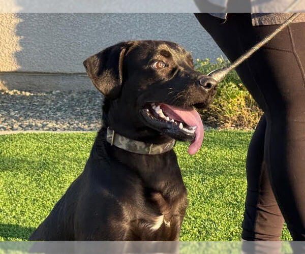 Medium Photo #4 Labrador Retriever-Unknown Mix Puppy For Sale in Clovis, CA, USA