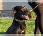 Small #3 Labrador Retriever Mix